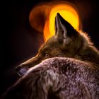 Fuchs vor der untergehenden Sonne