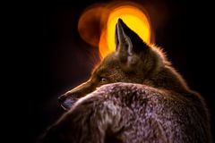 Fuchs vor der untergehenden Sonne