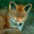 --- Fuchs ---   ( Vulpes vulpes )