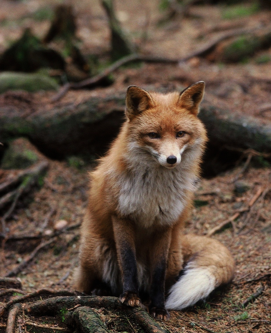   - Fuchs -  ( Vulpes vulpes )