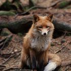   - Fuchs -  ( Vulpes vulpes )