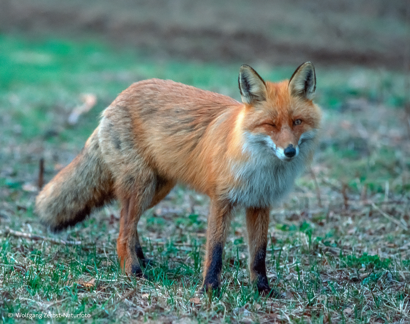   -  FUCHS -   ( Vulpes vulpes 9