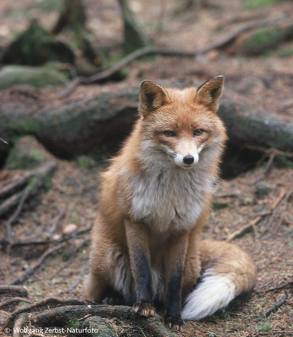  - FUCHS -  ( Vulpes vulpes )