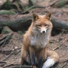  - FUCHS -  ( Vulpes vulpes )