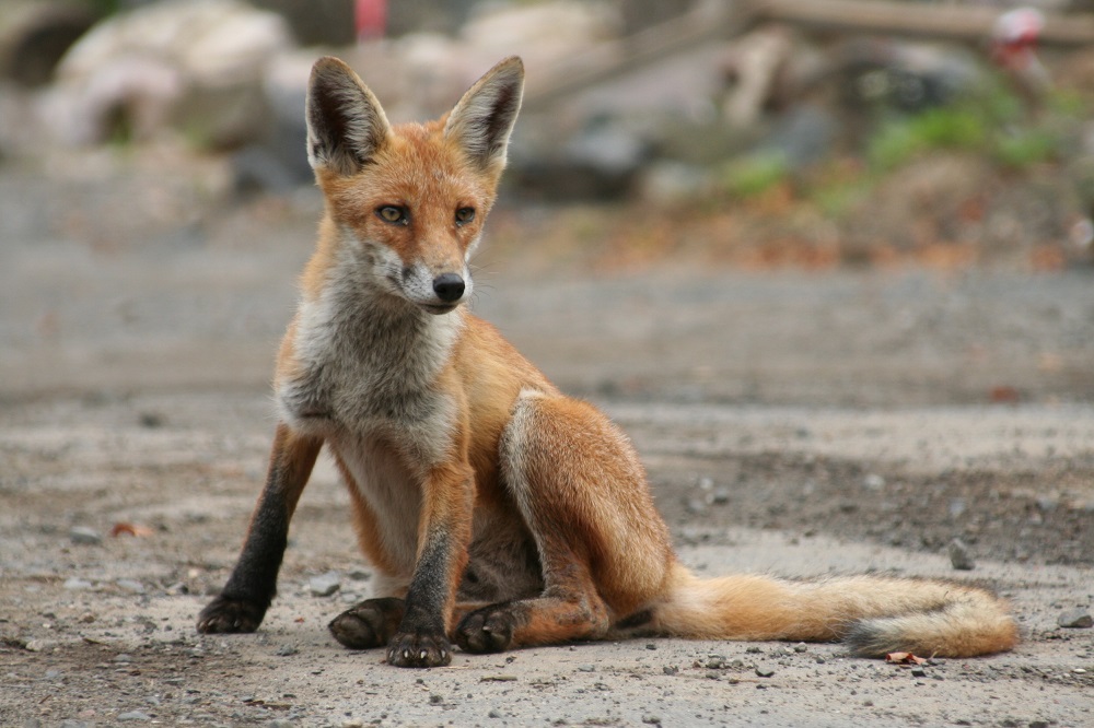 Fuchs (Vulpes vulpes)