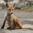 Fuchs (Vulpes vulpes)