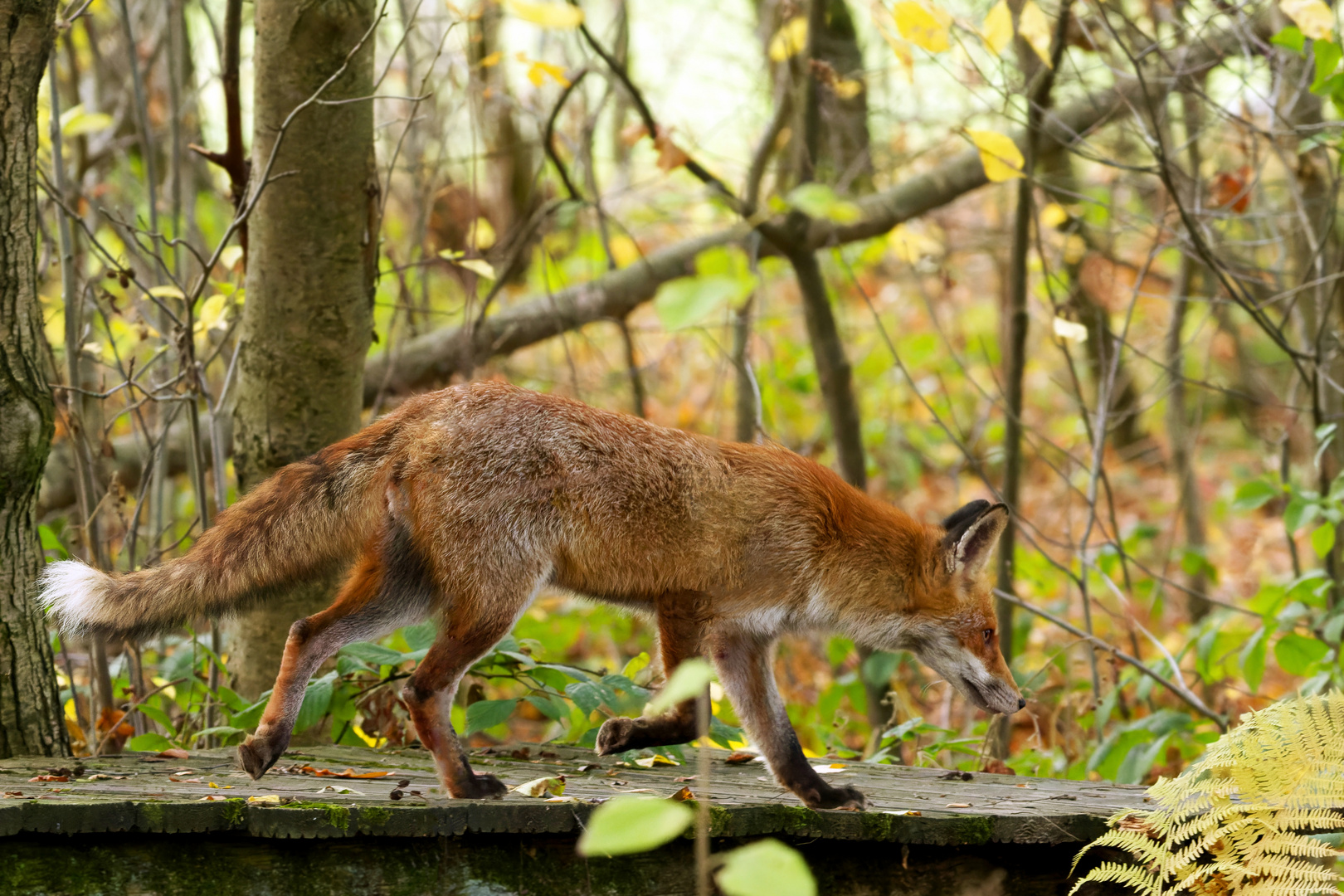 Fuchs (Vulpes vulpes ) auf dem Laufsteg