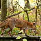 Fuchs (Vulpes vulpes ) auf dem Laufsteg