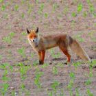 Fuchs (Vulpes vulpes)