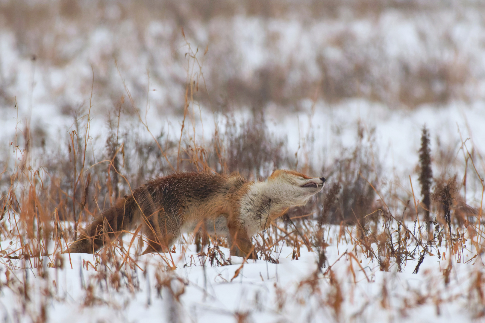 Fuchs ( Vulpes vulpes)  im Nebel - Erst mal schütteln