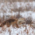 Fuchs ( Vulpes vulpes)  im Nebel - Erst mal schütteln