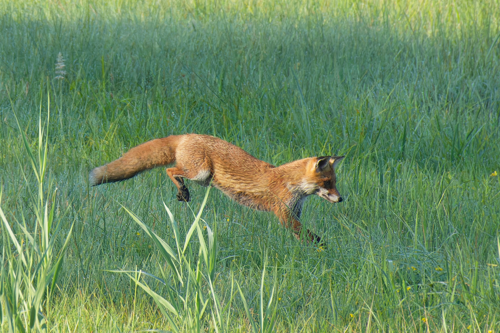  Fuchs (Vulpes vulpes) im Sprung