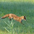  Fuchs (Vulpes vulpes) im Sprung