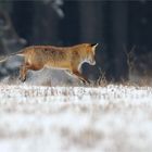 Fuchs (Vulpes vulpes)  mit Räude