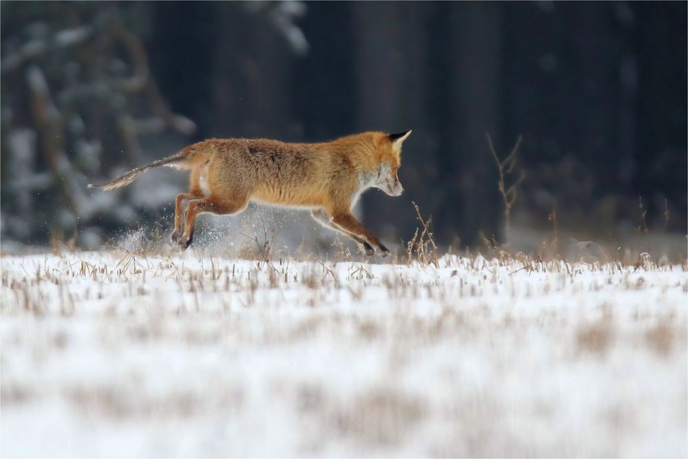 Fuchs (Vulpes vulpes) mit Räude Foto & Bild winter, natur, fotografie