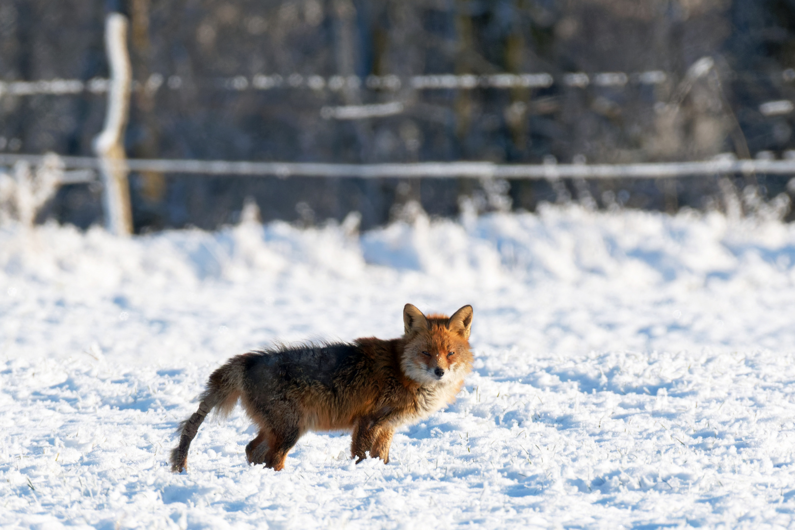 Fuchs  (Vulpes vulpes) zu Weihnachten