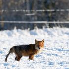 Fuchs  (Vulpes vulpes) zu Weihnachten