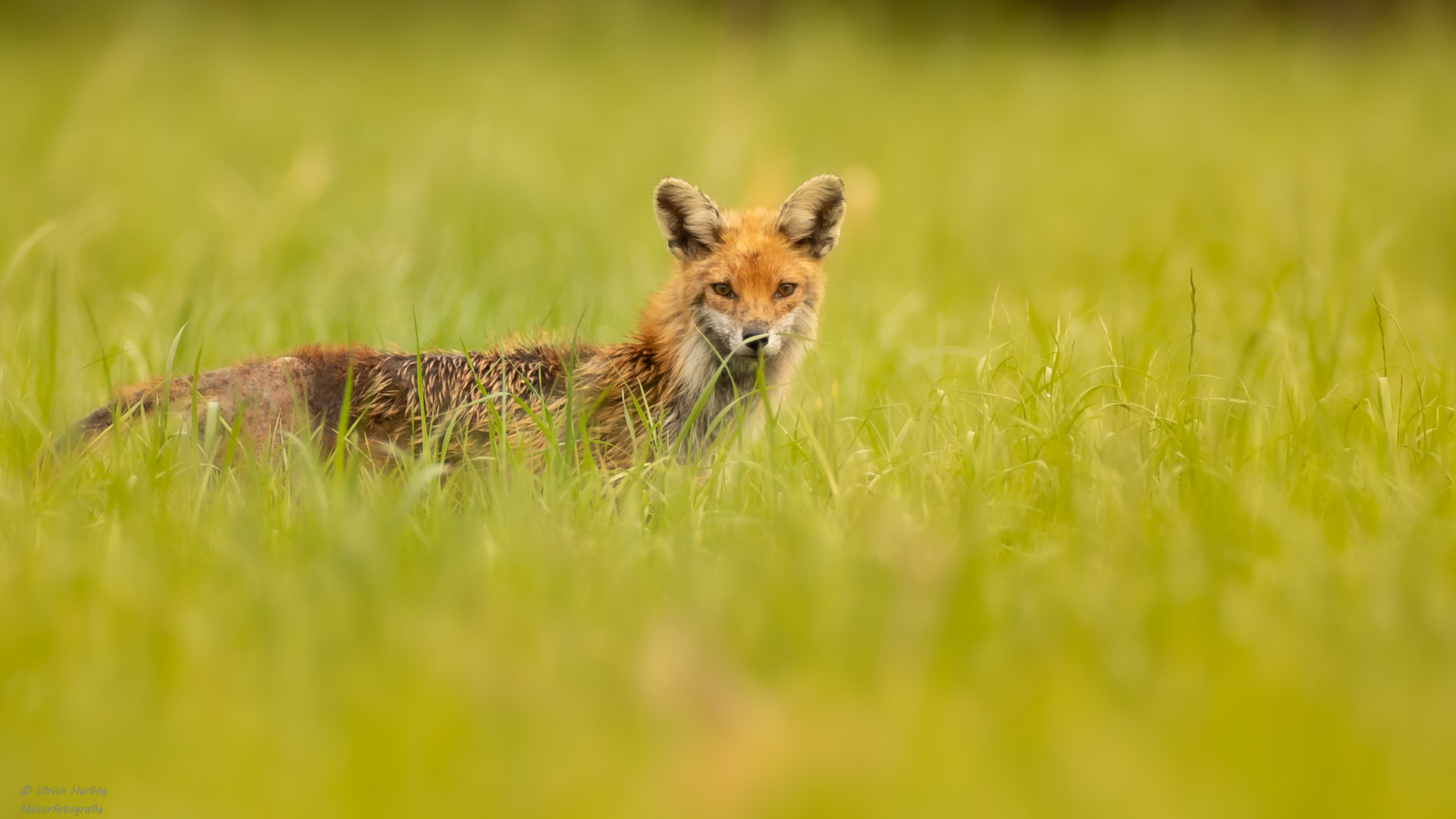 Fuchs wahrscheinlich krank-1