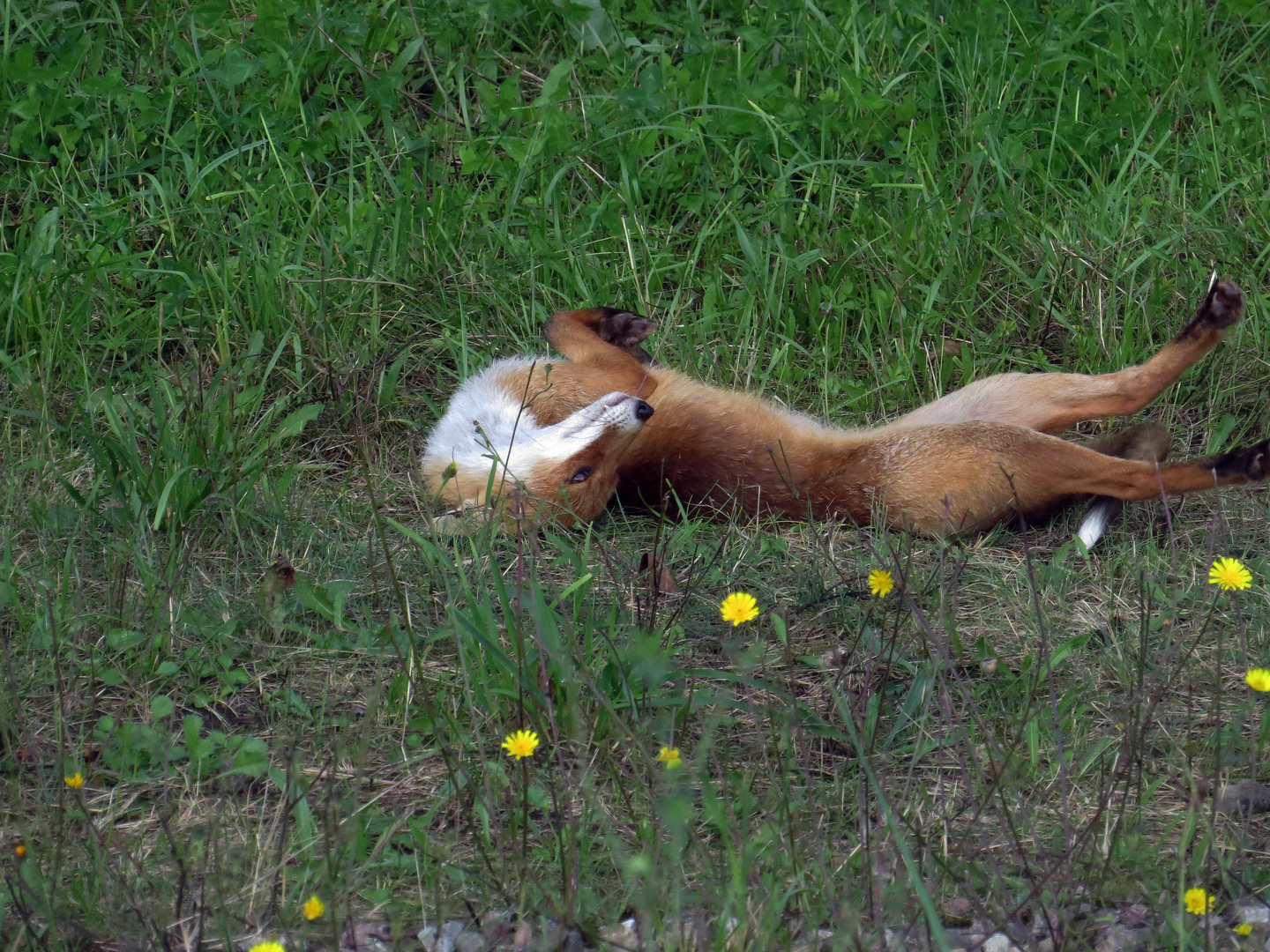 Fuchs wartet auf Maseur......