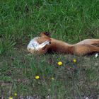 Fuchs wartet auf Maseur......