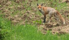 Fuchs / was war das für ein Geräusch ?