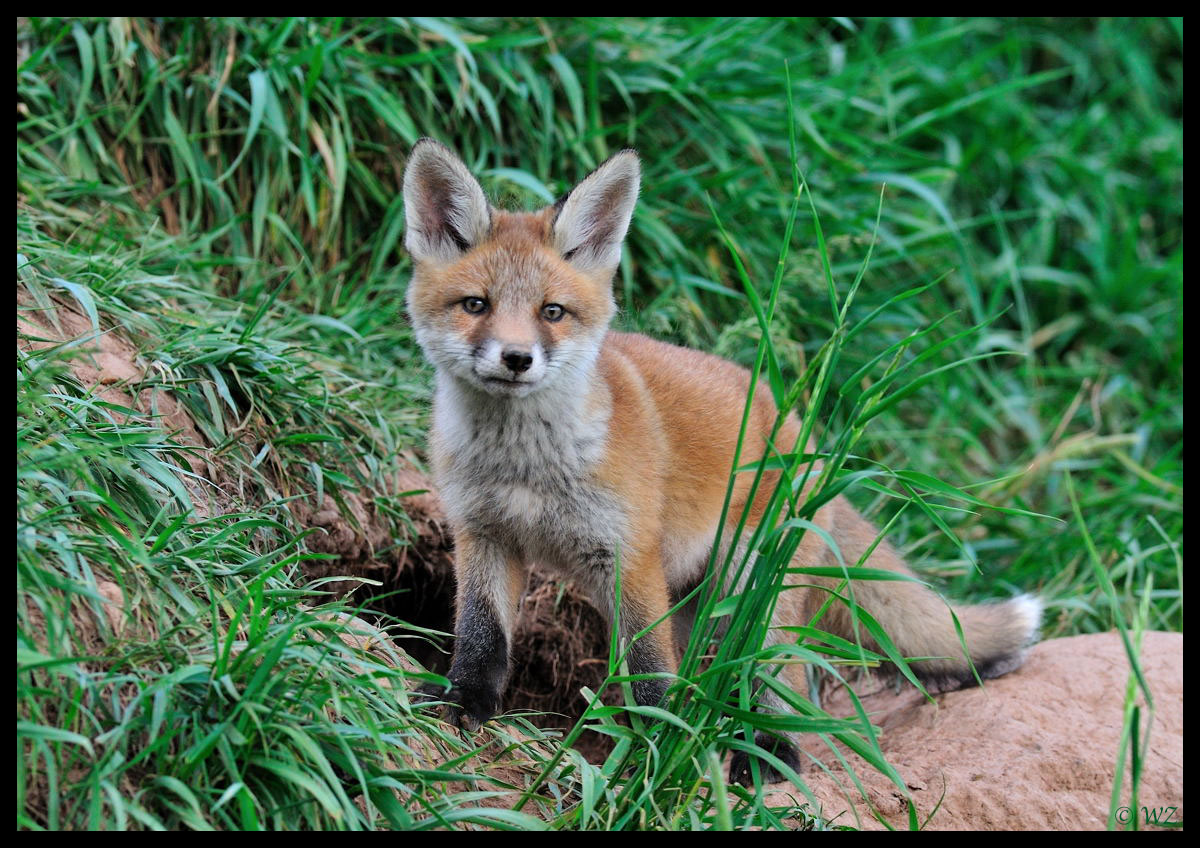 - Fuchs Welpe 1 vor seinem Bau -