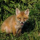 -- Fuchs Welpe  2020--  ( Vulpes vulpes )