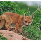 - Fuchs Welpe - ( Halbstarker ) Vulpes vulpes