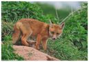 - Fuchs Welpe - ( Halbstarker ) Vulpes vulpes von Wolfgang Zerbst - Naturfoto