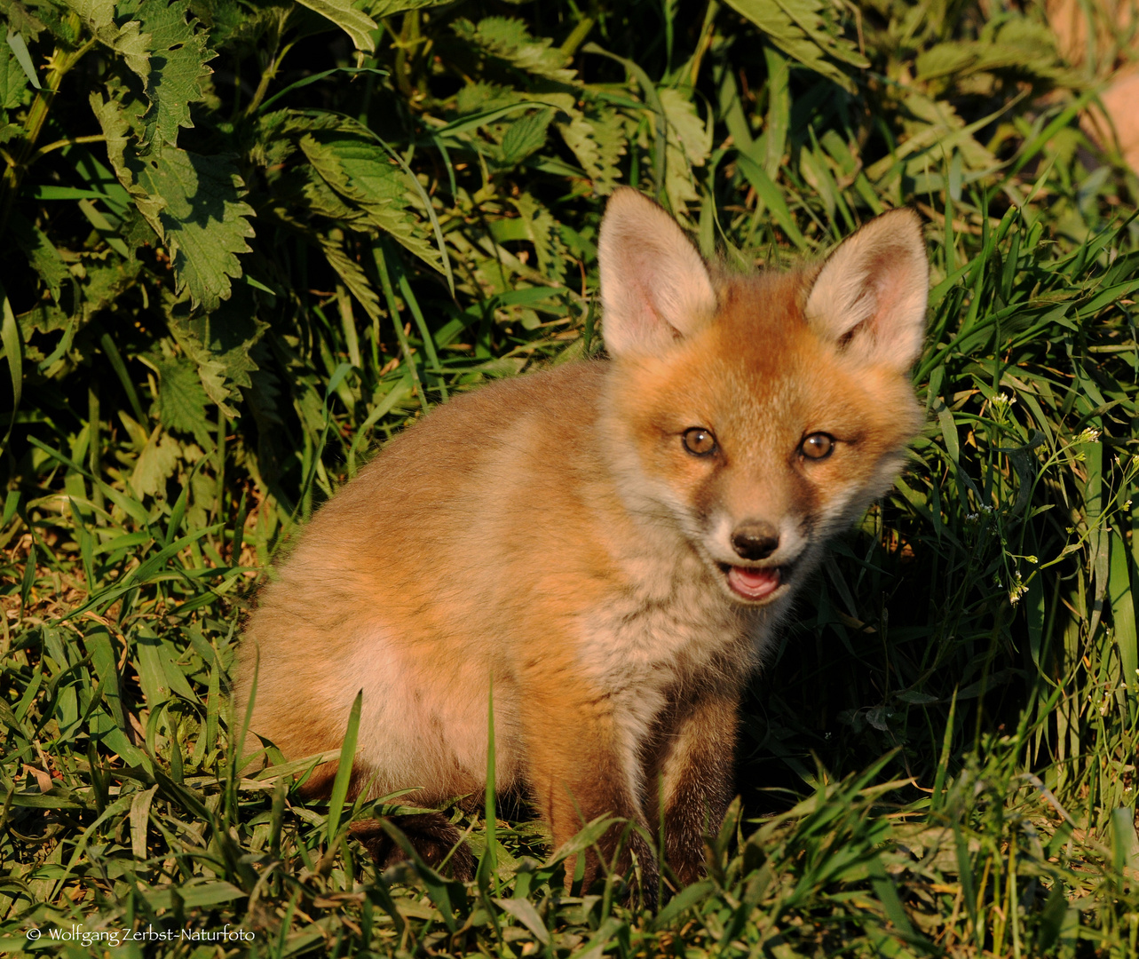 - Fuchs - Welpe im spätem Sonnenlicht -