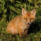 - Fuchs - Welpe im spätem Sonnenlicht -