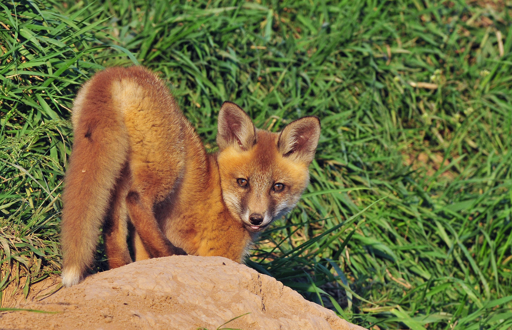  -- FUCHS - WELPE  IM SPÄTEM SONNENLICHT -