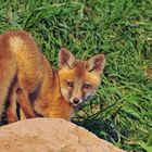  -- FUCHS - WELPE  IM SPÄTEM SONNENLICHT -