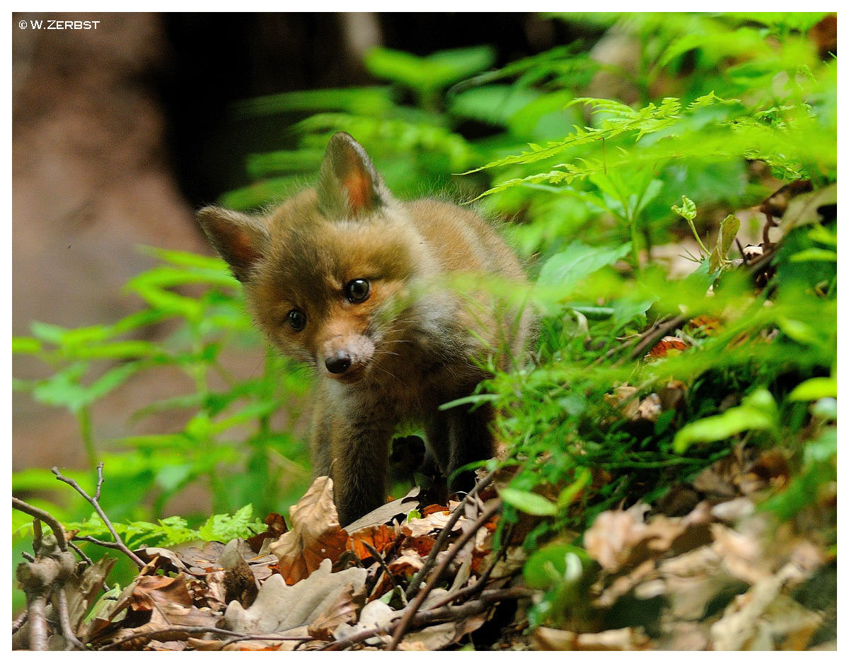 - Fuchs - Welpe Nr, 1 - ( Vulpes vulpes )