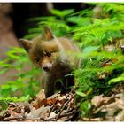 - Fuchs - Welpe Nr, 1 - ( Vulpes vulpes )