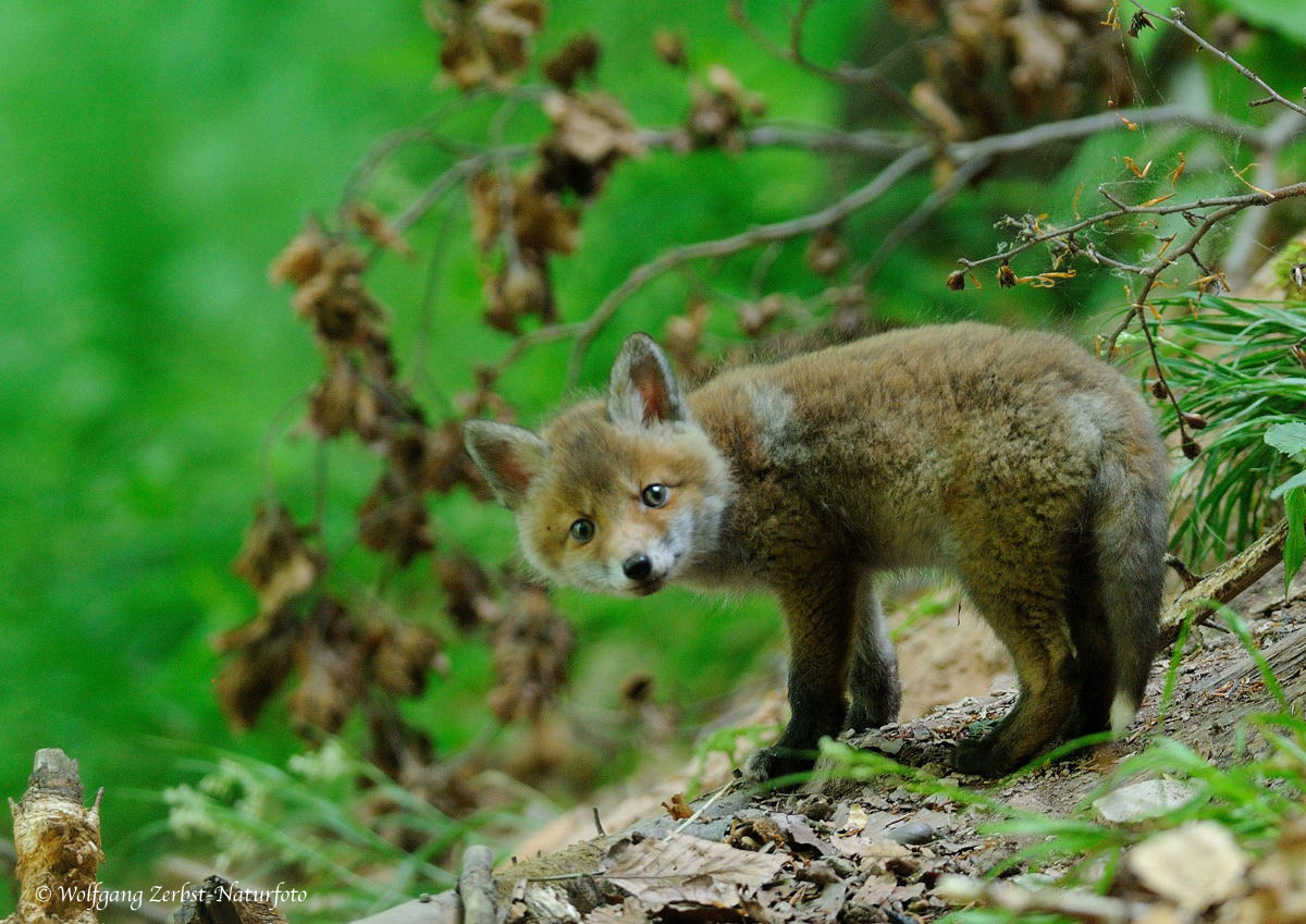 --- Fuchs-Welpe Nr. 1 --- ( Vulpes vulpes )