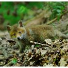 - Fuchs - Welpe Nr. 2 - ( Vulpes vulpes )