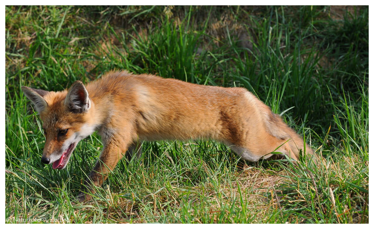 ---- Fuchs Welpe Nr. 3 ---- ( Vulpes vulpes )