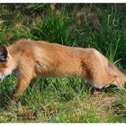 ---- Fuchs Welpe Nr. 3 ---- ( Vulpes vulpes )