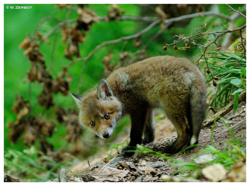 - Fuchs-Welpe Nr. 3 ( Vulpes vulpes )