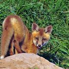   - Fuchs Welpe. -  ( Vulpes vulpes )