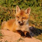   - FUCHS WELPE - ( Vulpes vulpes )