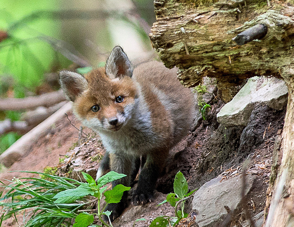 --- Fuchs Welpe ---   ( Vulpes vulpes )