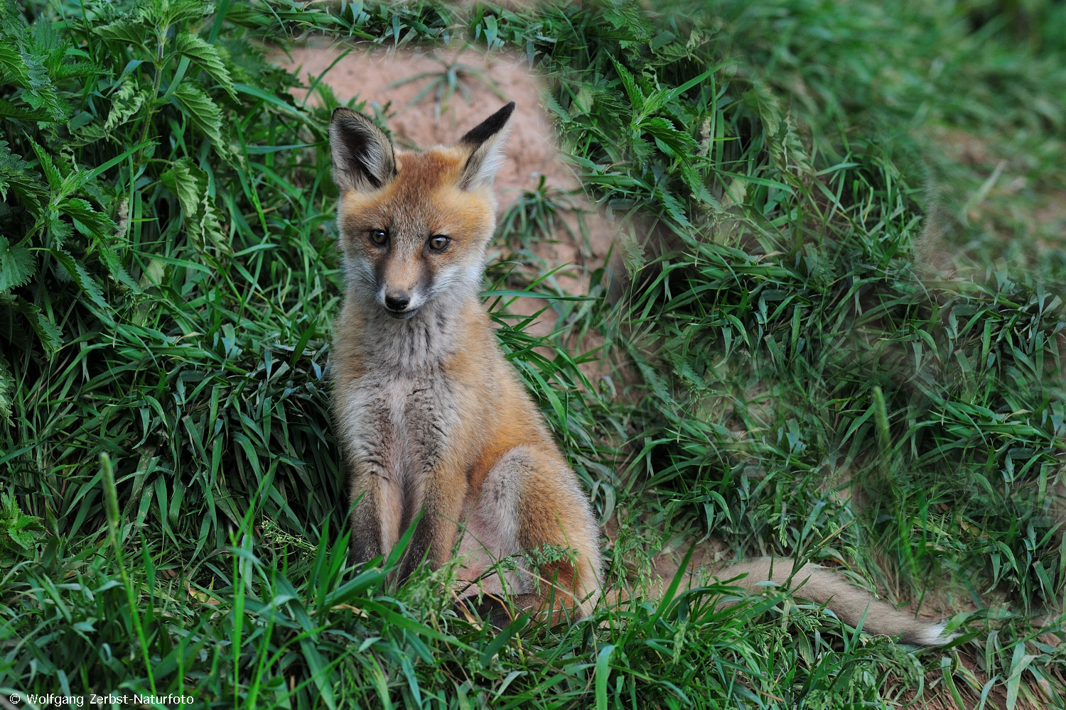 --- Fuchs Welpe --- ( Vulpes vulpes )