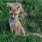 --- Fuchs Welpe --- ( Vulpes vulpes )