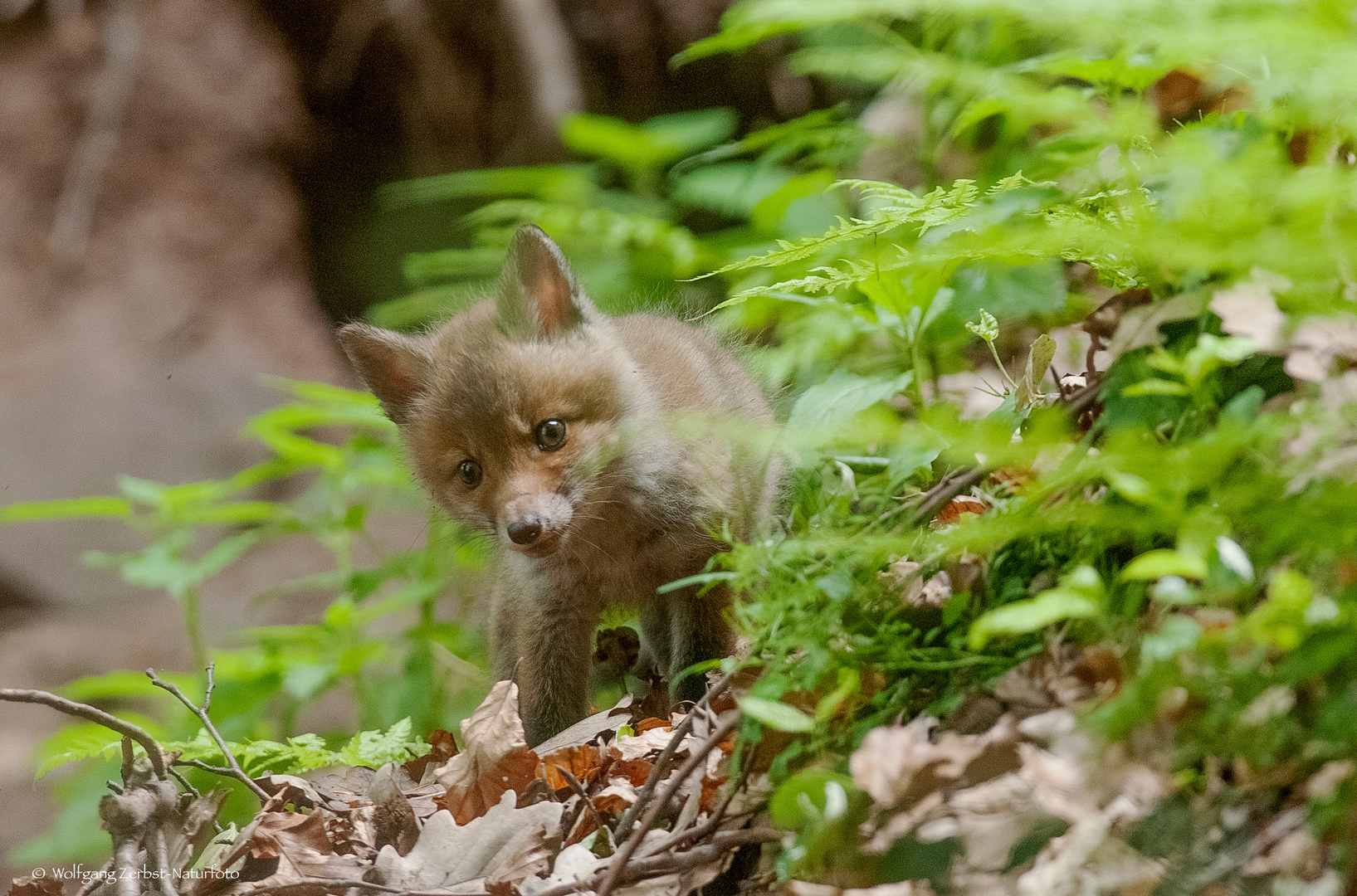   - FUCHS WELPE -  ( Vulpes vulpes )