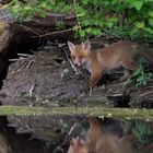 Fuchs Welpe (Wildlife) 