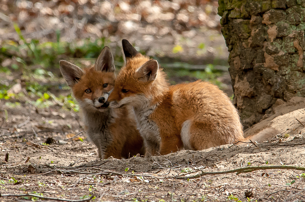 Fuchs Welpen #03