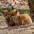 Fuchs Welpen #03