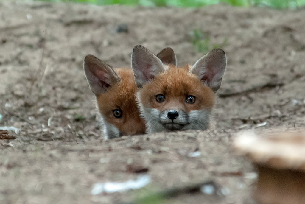 Fuchs Welpen 04 Foto Bild Tiere Tierkinder Fuchse Bilder Auf Fotocommunity